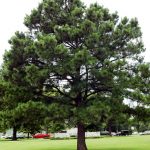 Сосна черная, pinus nigra