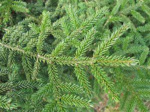 Ель восточная, Picea orientalis