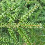 Ель восточная, picea