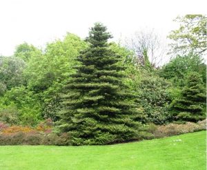 Abies koreana, Пихта корейская