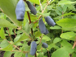 Жимолость Бореал Бьюте, honeysuckle