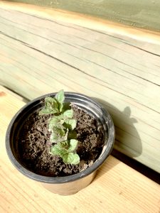 Мята шоколадная, mint