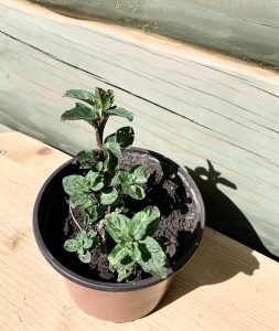 Мята Ягодная со сливками, mint