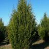 Можжевельник виргинский, Juniperus virginiana