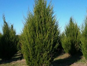 Можжевельник виргинский, Juniperus virginiana