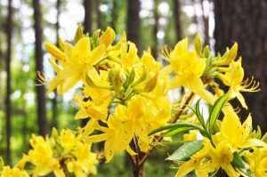 Рододендрон желтый, Rhododendron luteum