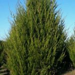 Можжевельник виргинский, Juniperus virginiana