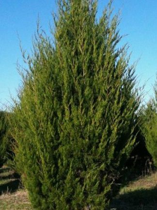 Можжевельник виргинский, Juniperus virginiana