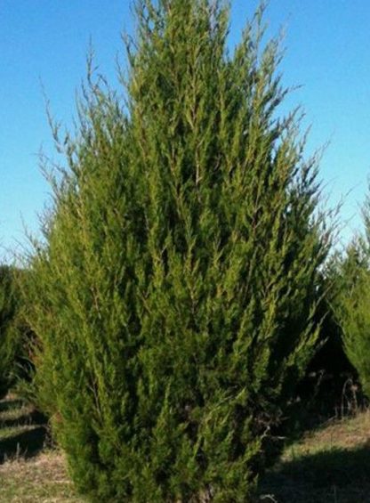 Можжевельник виргинский, Juniperus virginiana