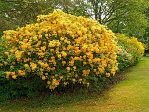Рододендрон желтый, Rhododendron luteum