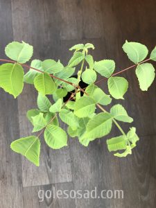 Серый орех, Juglans cinerea. Саженцы. Фото за 20.07.2020