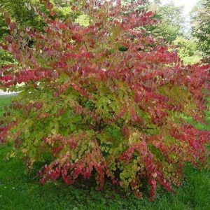 Багрянник японский, Cercidiphyllum japonicum