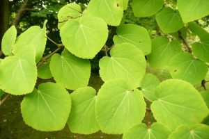Багрянник японский, Cercidiphyllum japonicum