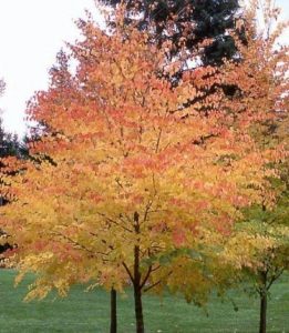 Багрянник японский, Cercidiphyllum japonicum