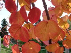 Багрянник японский, Cercidiphyllum japonicum