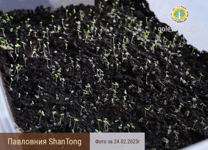 Павловния Shan Tong, семена, Paulownia