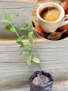 Мята кориандровая, mint coriander