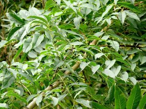Бархат японский, Phellodendron japonicum