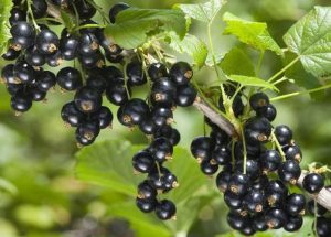 Черная смородина "Сокровище", black currant