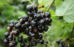 черная смородина, Лика, black currant