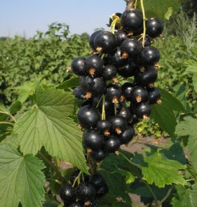 черная смородина, Шаман, black currant