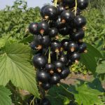 черная смородина, Шаман, black currant