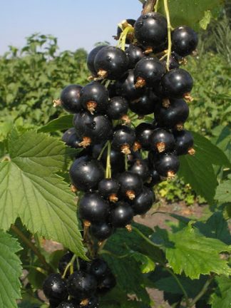 черная смородина, Шаман, black currant