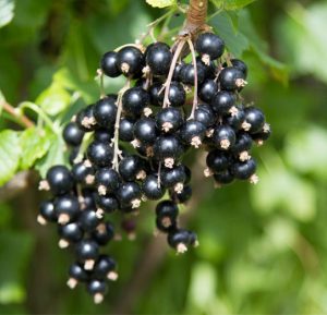черная смородина, Алтайская поздняя, black currant
