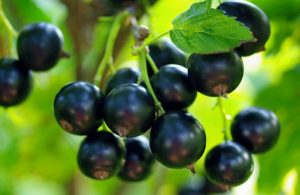 черная смородина, Уральский напев, black currant