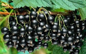 черная смородина, Добрый джинн, black currant