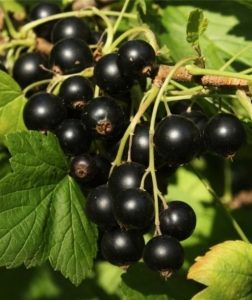 черная смородина, Нюрсинка, black currant
