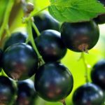 черная смородина, Уральский напев, black currant