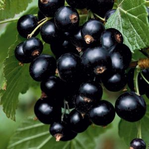 Черная смородина "Сокровище", black currant