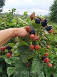 Ежевика "Черная магия", blackberry