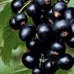 Черная смородина "Сокровище", black currant