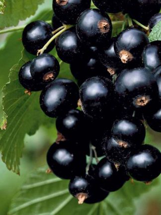 Черная смородина "Сокровище", black currant