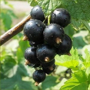 черная смородина, Глариоза, black currant