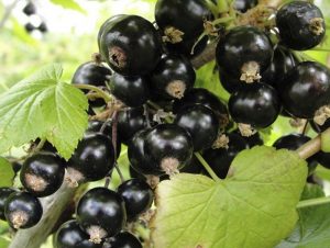черная смородина, Няня, black currant