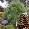 Сосна Жеффрея, Джеффри, Pinus jeffreyi