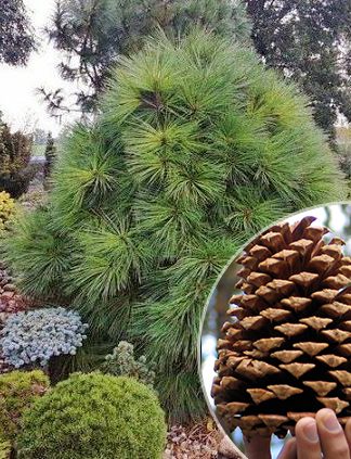 Сосна Жеффрея, Джеффри, Pinus jeffreyi