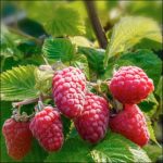 Малина "Нантахала", саженцы, raspberry