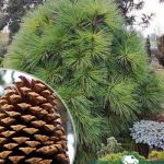 Сосна джеффри, pinus-jeffreyi, саженцы, лесосад