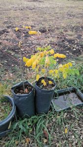 Бундук, Саженцы. Фото за 19.10.2020