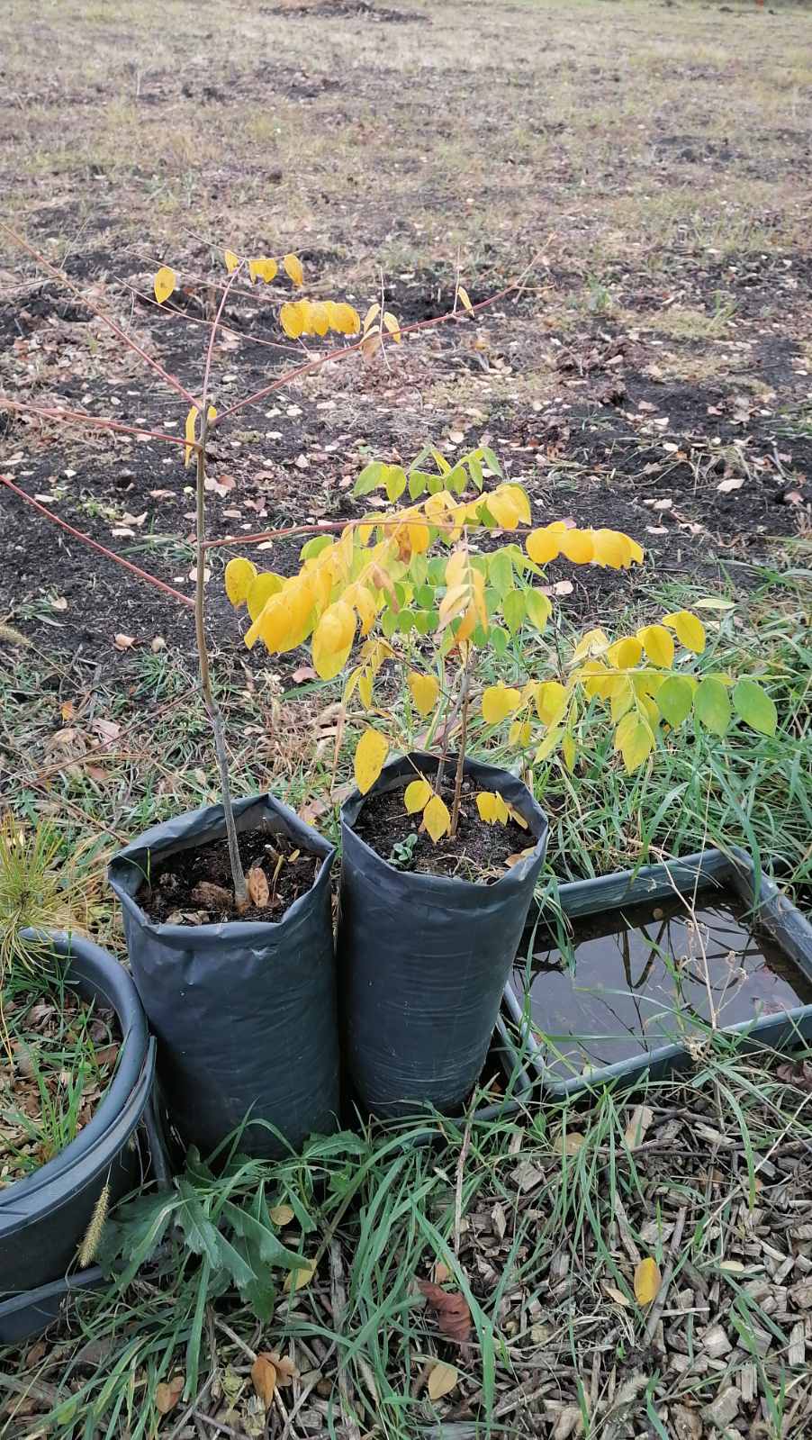 Бундук, Саженцы. Фото за 19.10.2020 Бундук, Саженцы. Фото за 19.10.2020