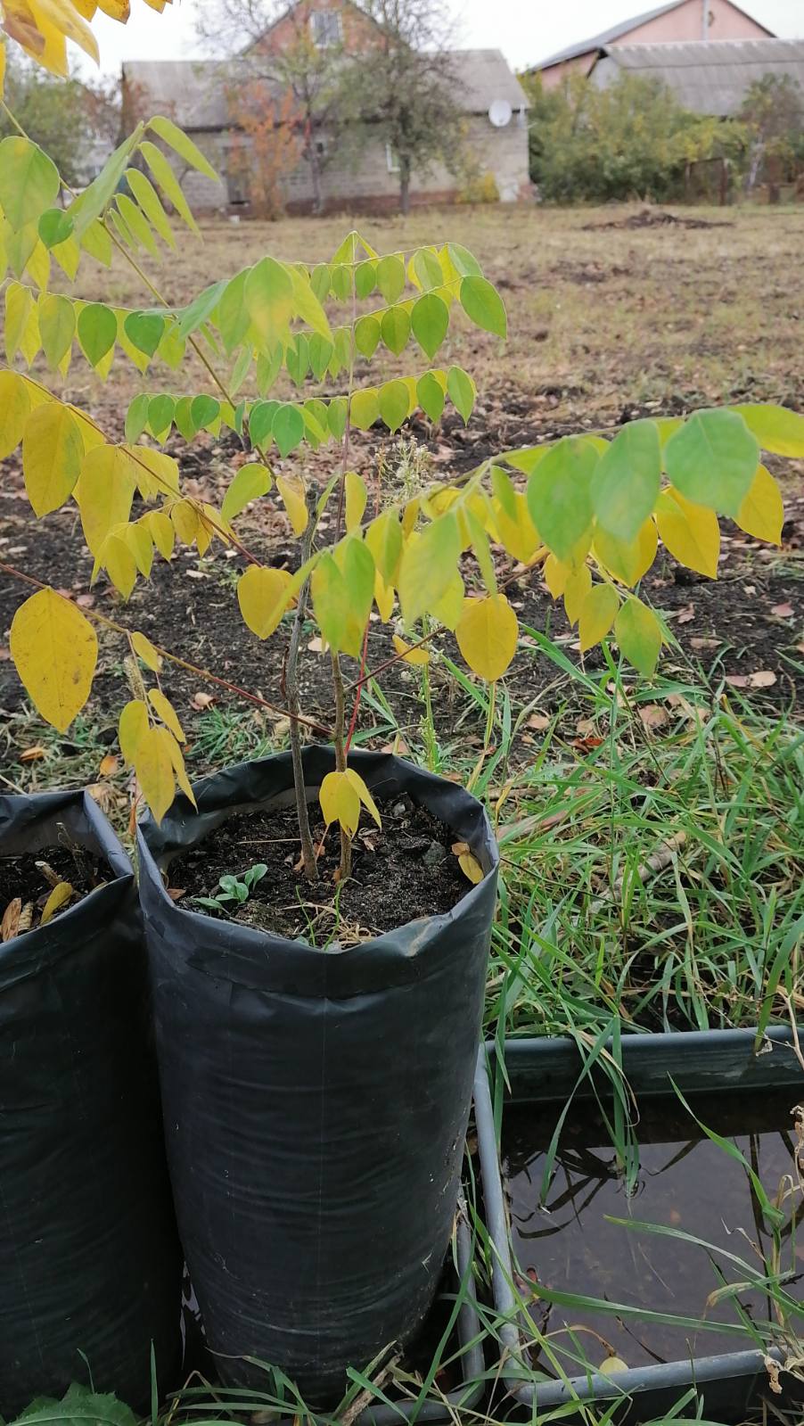 Бундук, Саженцы. Фото за 19.10.2020 Бундук, Саженцы. Фото за 19.10.2020