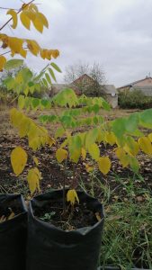 Бундук, Саженцы. Фото за 19.10.2020