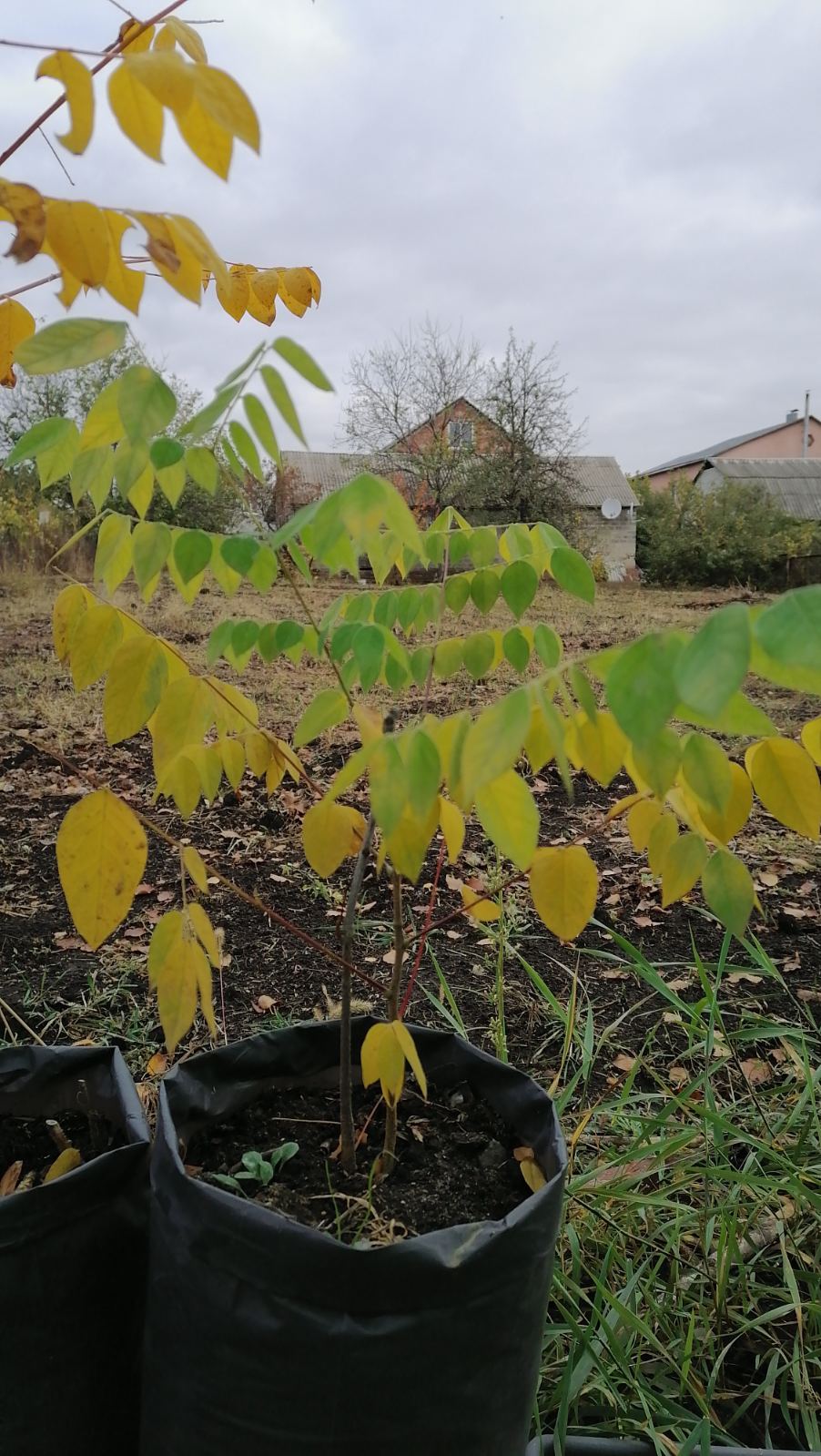 Бундук, Саженцы. Фото за 19.10.2020 Бундук, Саженцы. Фото за 19.10.2020