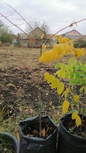 Бундук, Саженцы. Фото за 19.10.2020