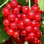 Смородина красная Ролан