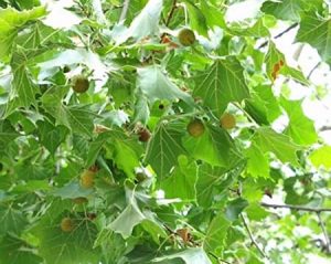 Платан западный, Platanus occidentalis